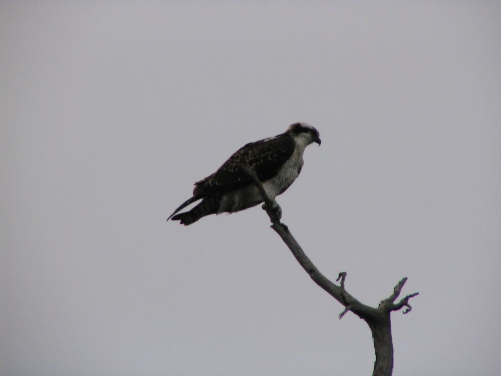 Pigeon Lake Osprey