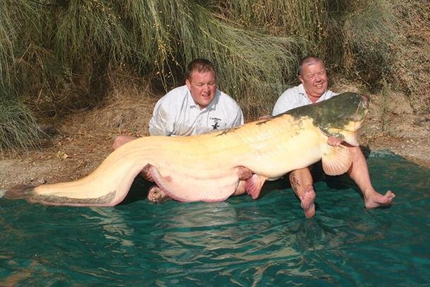 206-pound-albino-wels-catfish-111413.jpg