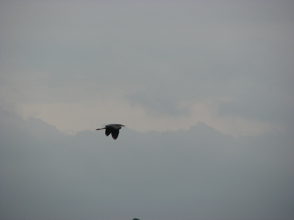 Scugog Heron in flight