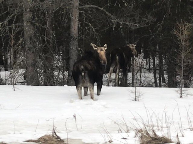 31-moose.jpg