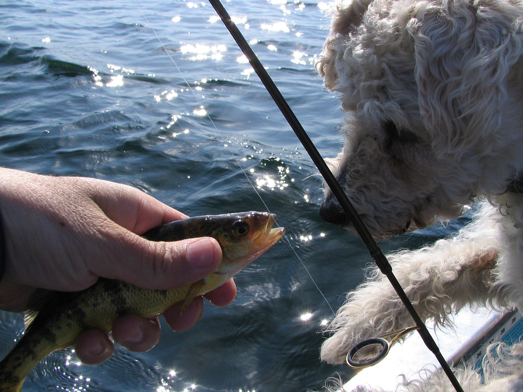 This dog loves to fish