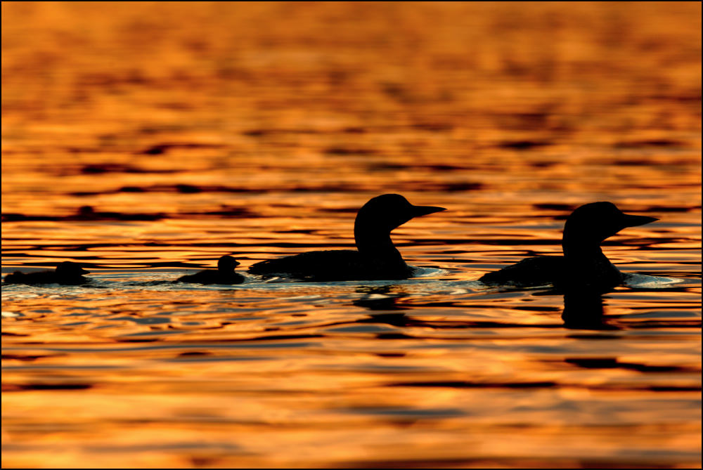 Common Loon Family at Sunset