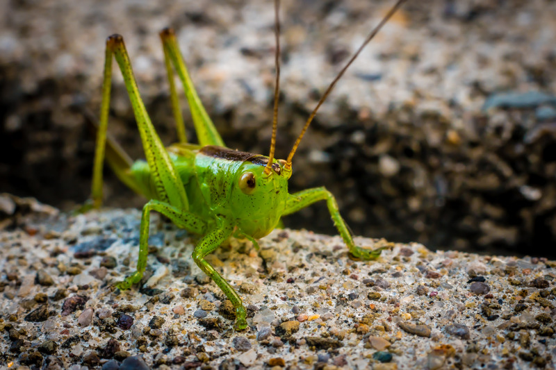 Grasshopper%201_zpsdpjuksby.jpg