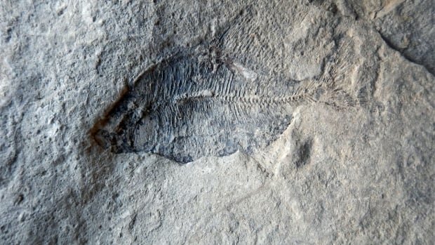 fossilized-fish.JPG