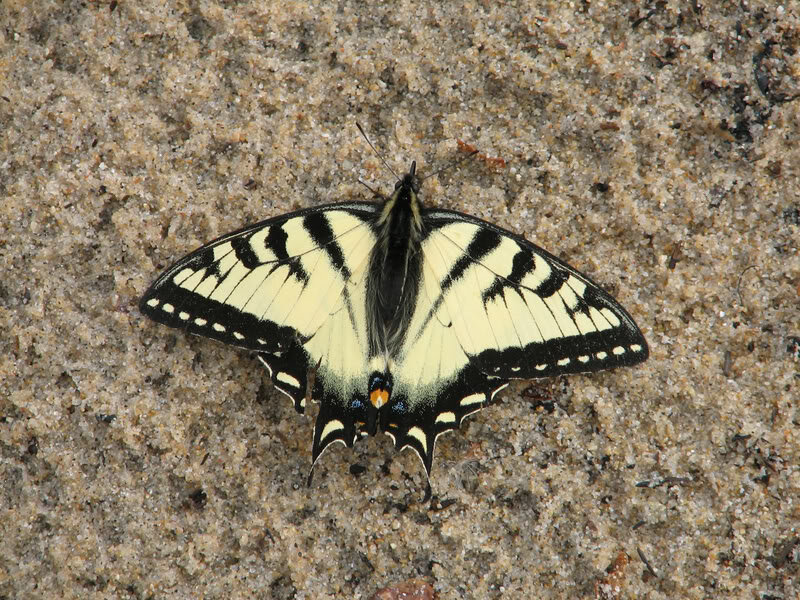 Butterflyinthesand2.jpg