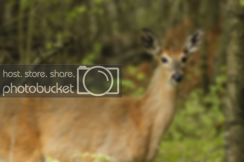 Deer01.jpg