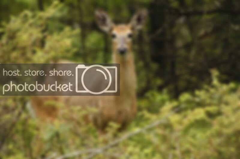 Deer02.jpg