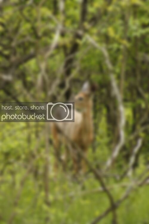 Deer05.jpg