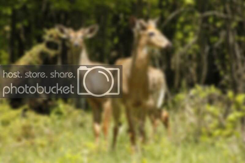 Deer16.jpg