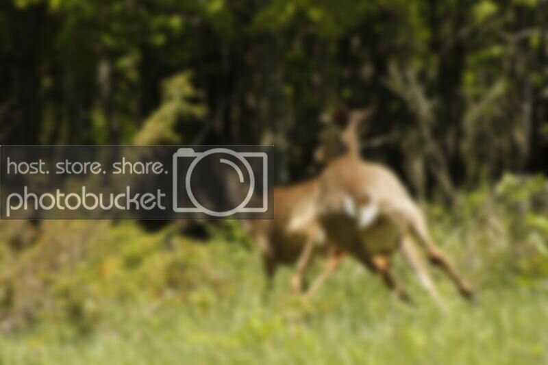 Deer18.jpg