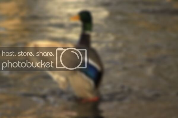 Duck1-1.jpg