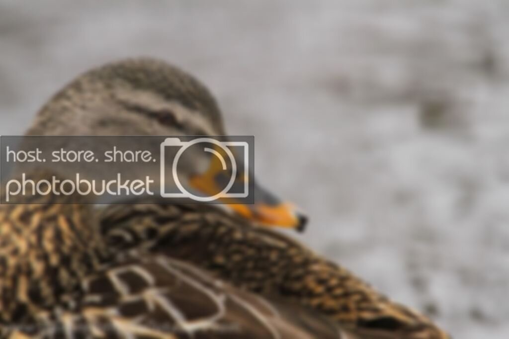 Duck1-2_zps890303e2.jpg