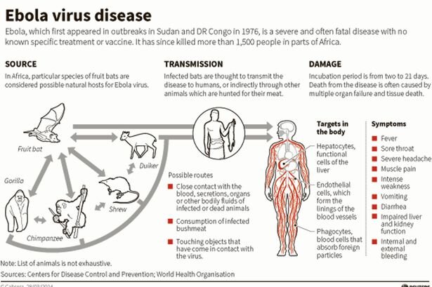Ebola-Virus-Graphic.jpg