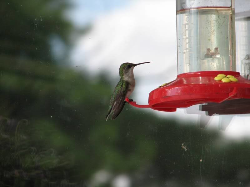Hummingbirdatthefeeder1.jpg