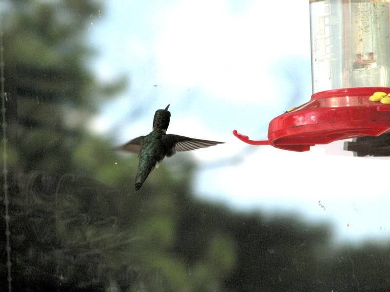 Hummingbirdinflight.jpg