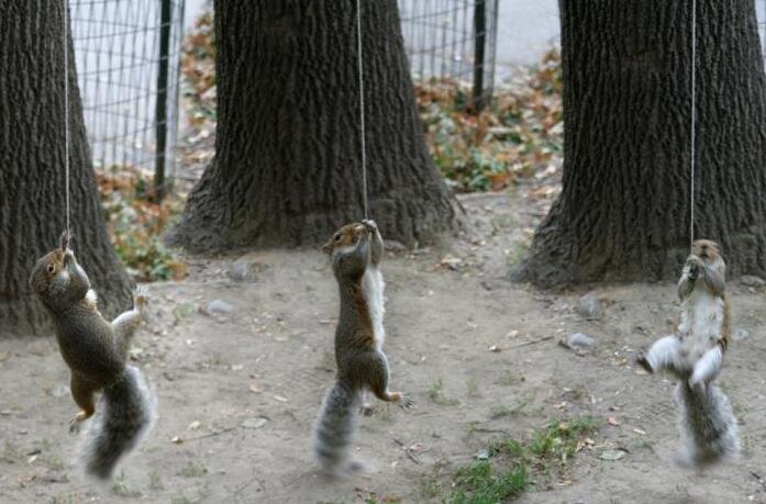 SquirrelFishing1.jpg