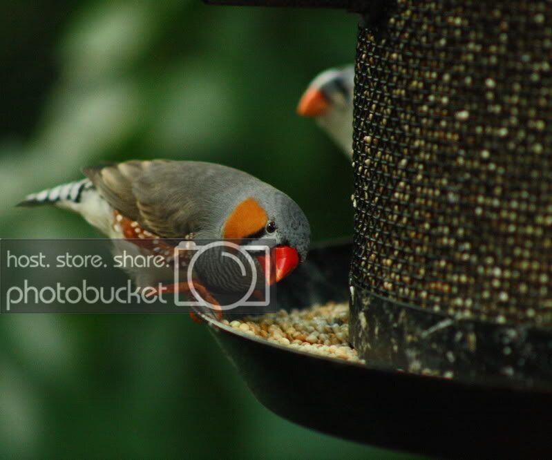 ZebraFinch4.jpg