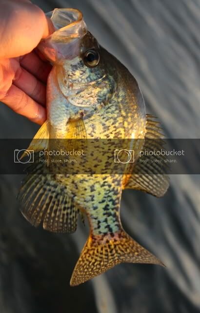 crappie.jpg