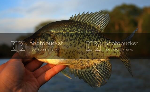 crappie2.jpg