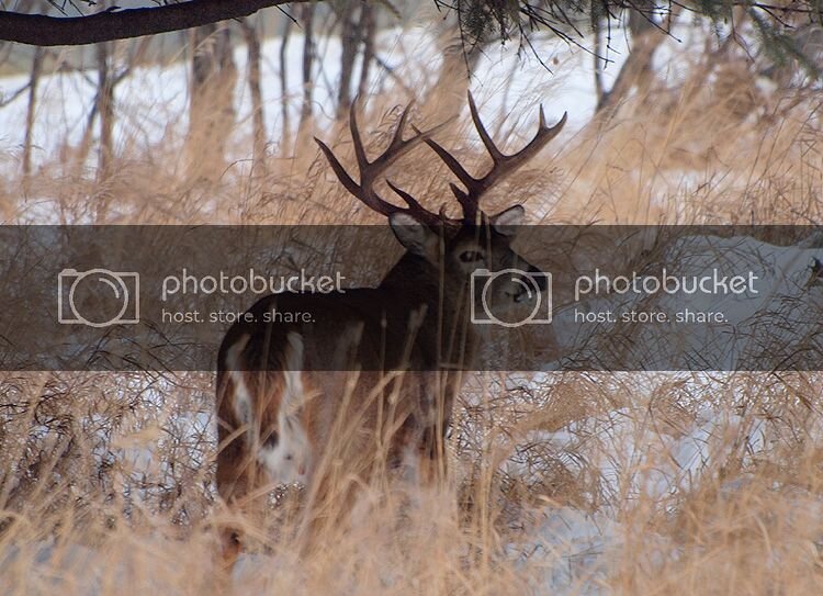 deer3.jpg