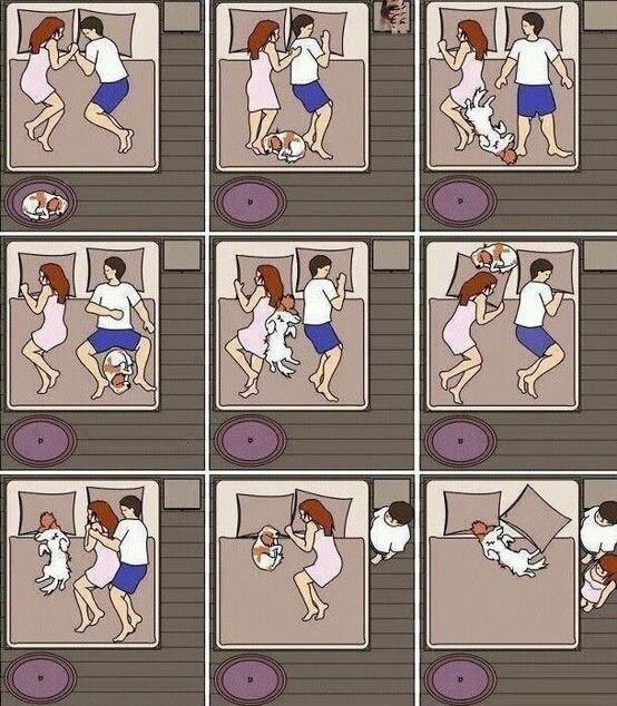 dog-sleeping-diagram.jpg