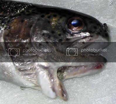 double_mouth_fish.jpg