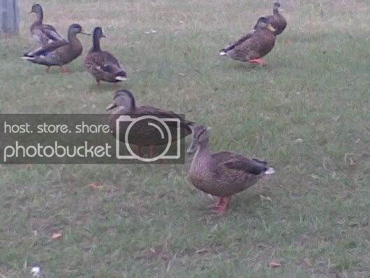 ducks-1.jpg