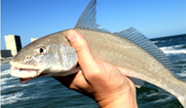 featured-whiting-1.jpg