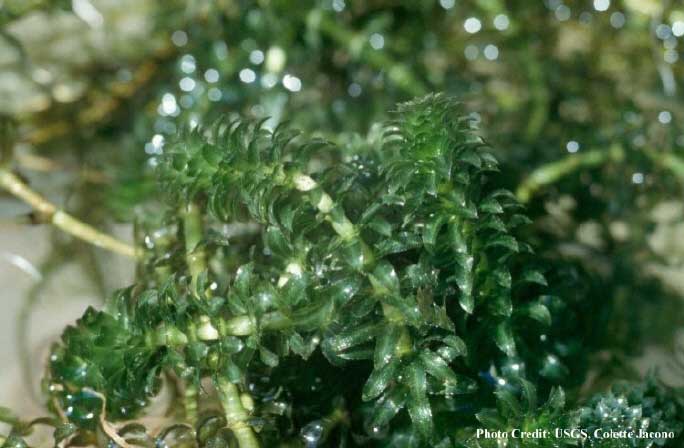 hydrilla.jpg