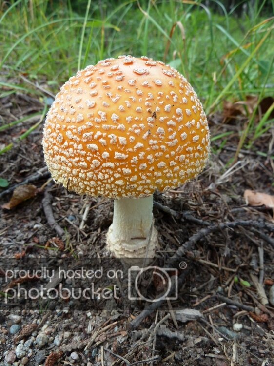 mushroom_zps42ac5385.jpg