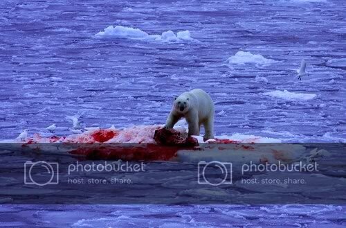 polar_bear_kills_seal.jpg