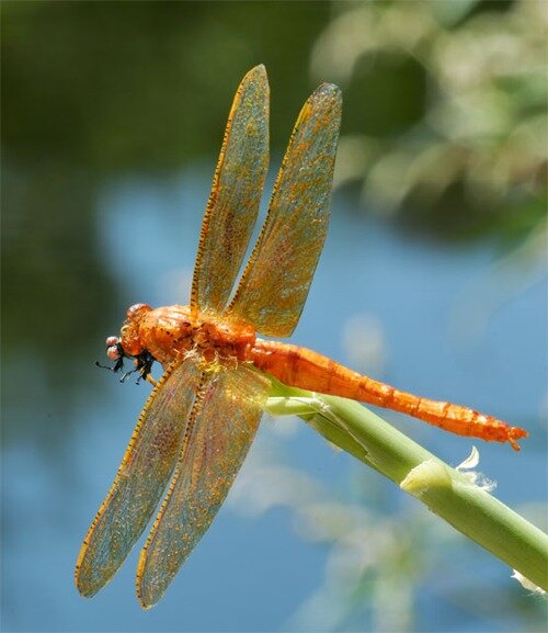 realistic_orange_dragonfly.jpg