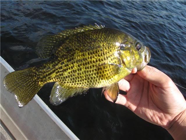 rockbass.jpg