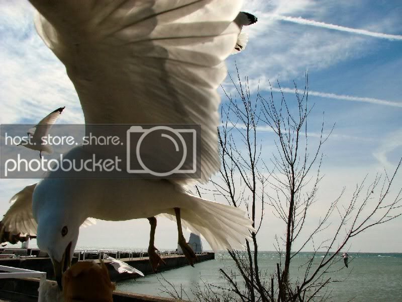 seagull1.jpg