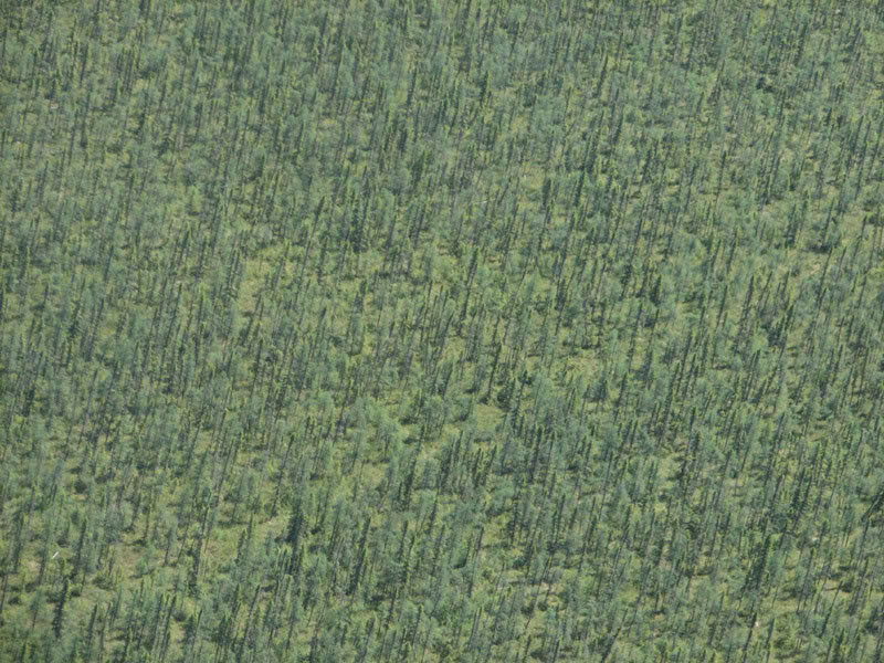 skinnytrees.jpg