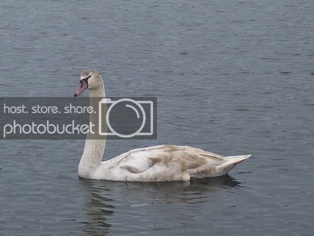swan1.jpg