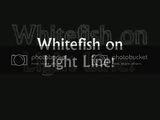 th_whitefish.jpg