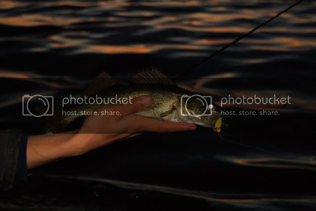 walleye2.jpg