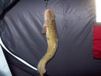 dec_fish_004_2.JPG