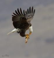 bald-eagle-4382.jpg
