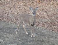 deermar272010.jpg