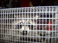 racoon_caged.JPG