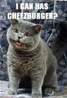 i_can_has_cheezburger.jpg