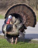 2894311-wild-male-turkey-strutting-in-the-spring.jpg