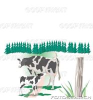 mother_cow_suckling_a_calf_in_ranch___u12934164.jpg