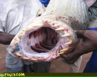 monster_fish_with_giant_teeth.jpg