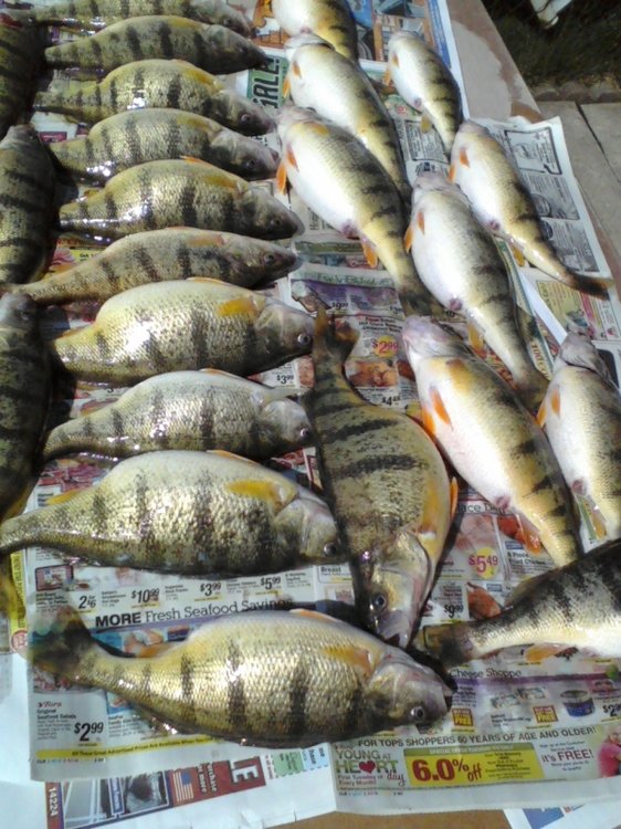 Half of the catch of the day.jpg