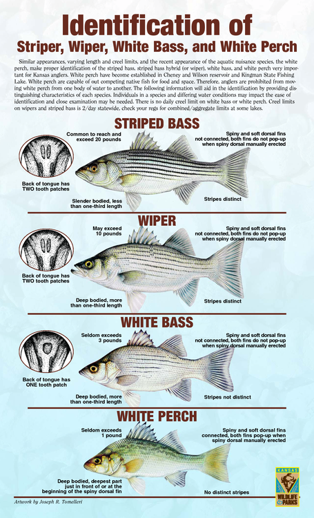 White Bass, Striper, Wiper & White Perch 002.png