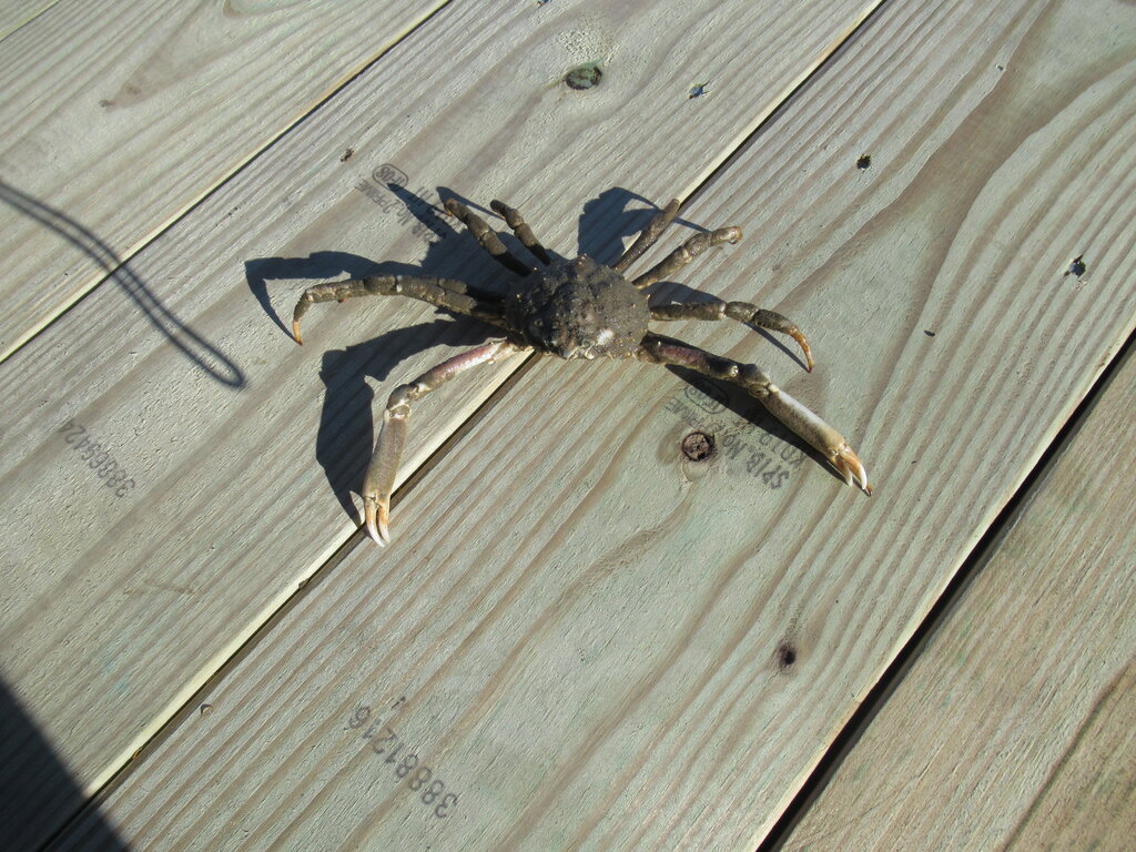 1774131756_SpiderCrab.JPG.4a5efa22a1631f17f3503c74296bd636.JPG