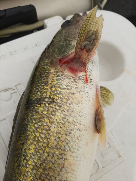 So what are these parasites on a walleye - General Discussion